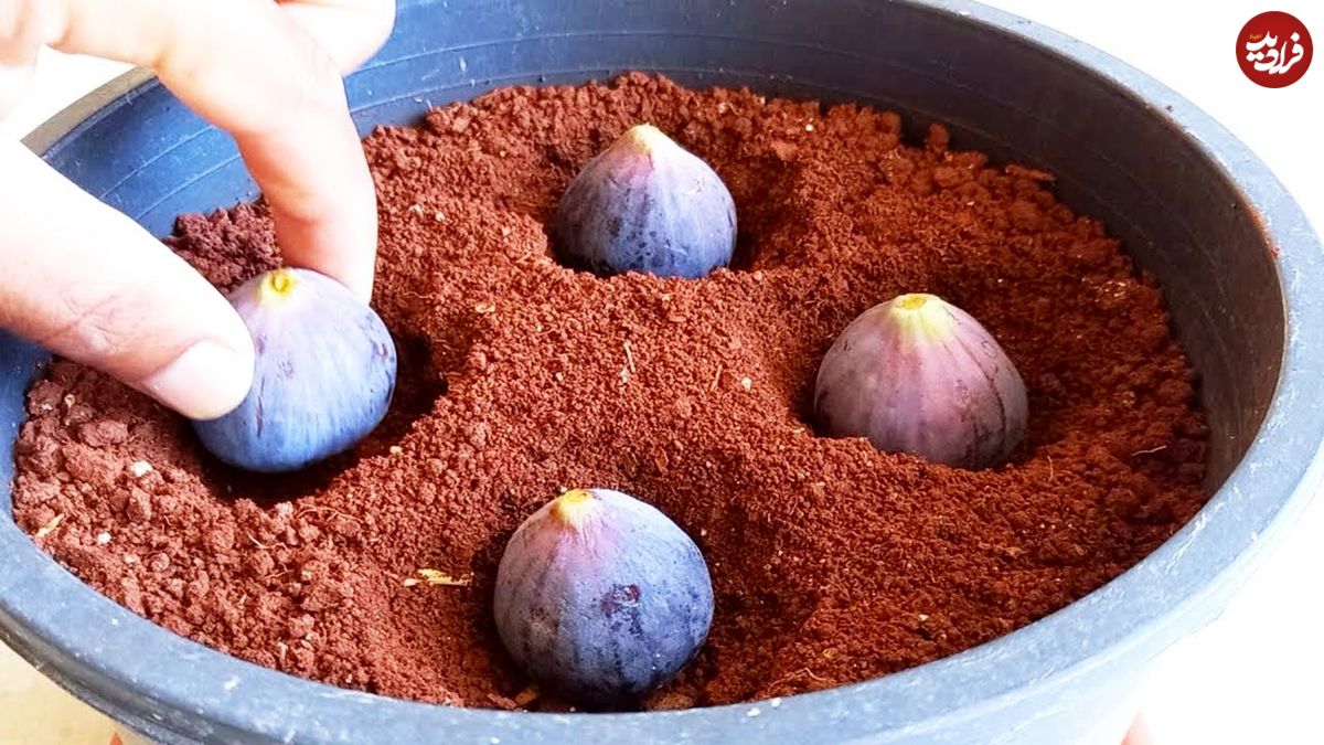 (ویدئو) با این روش ساده و جالب در خانه انجیر بکارید و برداشت کنید